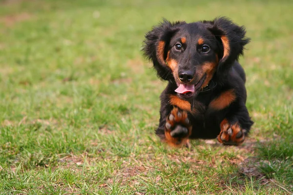 Perro Negro Dachshund Hierba — Foto de Stock