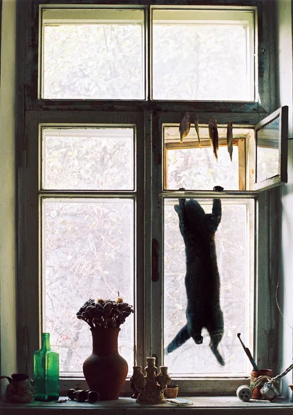 Penceredeki kedi balık yakalar.