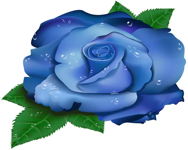 Beautiful blue rose — Stock Vector