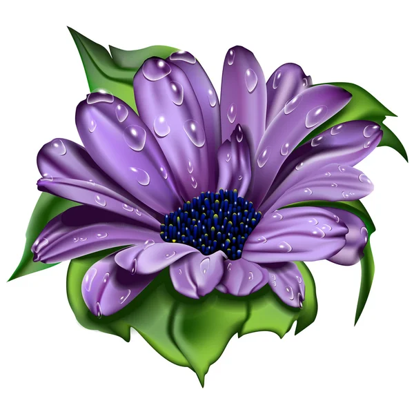 Beautiful violet flower — Stock Photo, Image