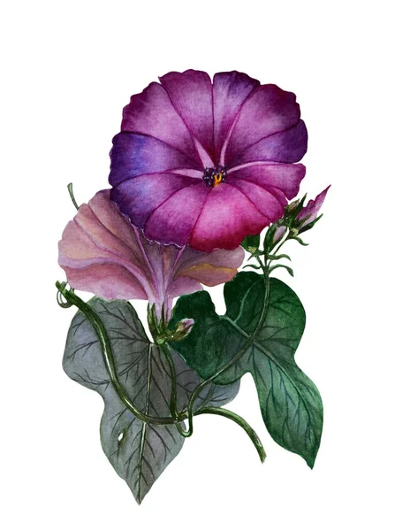 Watercolor Illustration Depicts Beautiful Lilac Morning Glory Flowers Can Used — Stock Photo, Image