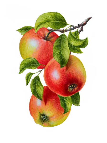 Illustration Aquarelle Avec Une Branche Pommes Rouges Mûres Peut Être — Photo