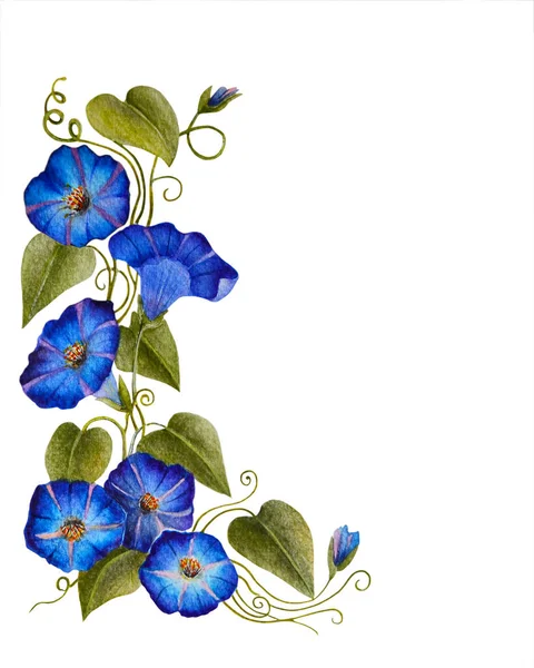 Acuarela Con Una Rama Floreciente Ipomoea Hermosas Flores Azules Gloria —  Fotos de Stock