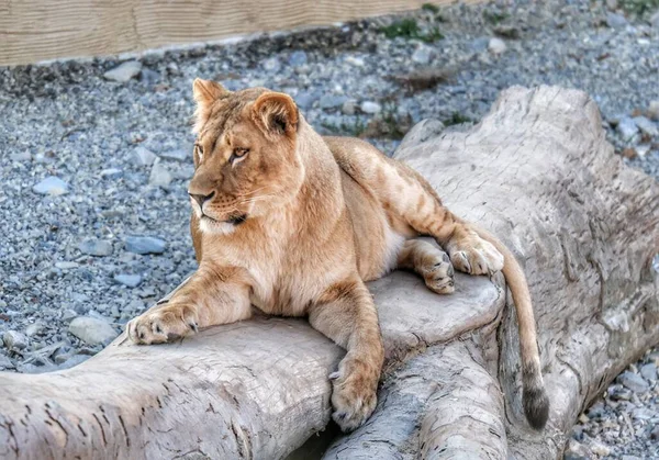 Hayvanat Bahçesindeki Kaplan Hayvanat Bahçesindeki Aslan — Stok fotoğraf