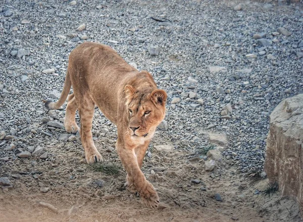 Tigre Zoo Lion Zoológico — Fotografia de Stock