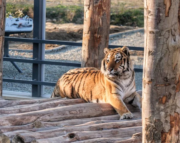 동물원에 호랑이 — 스톡 사진