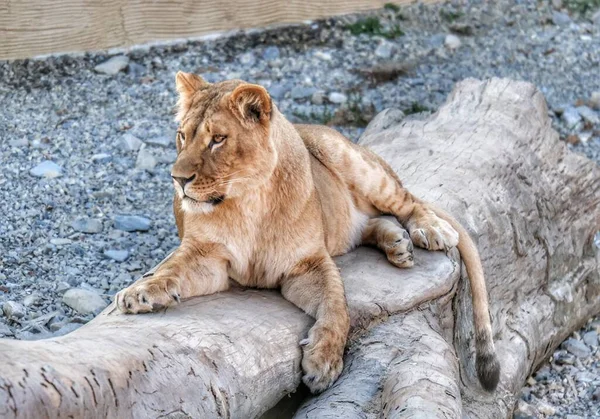 Tiger Zoo Löwe Zoo — Stockfoto