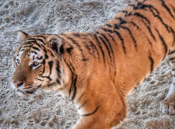 Tigre Zoológico — Fotografia de Stock