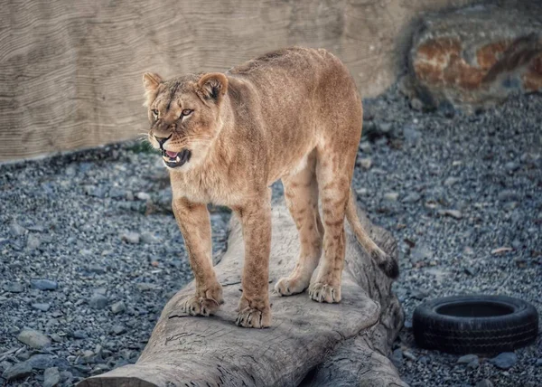 Tigre Zoo Lion Zoológico — Fotografia de Stock