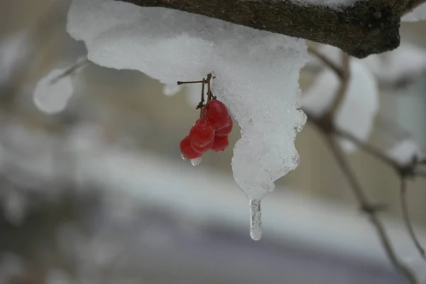Rote Beeren Schnee — Stockfoto
