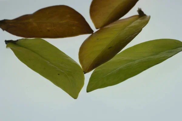 Grüne Blätter Auf Dem Boden — Stockfoto