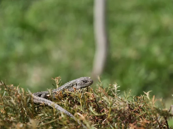 Lizard Grass — Stock Photo, Image