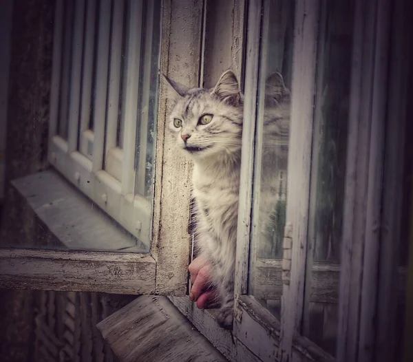 Kucing Jendela — Stok Foto