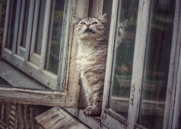 Kucing Jendela — Stok Foto