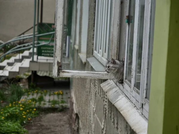 窓の猫 — ストック写真