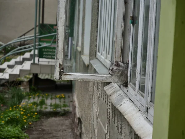 Gatto Sulla Finestra — Foto Stock