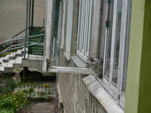 Katze Fenster — Stockfoto