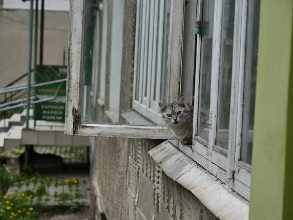 Кошка Окне — стоковое фото