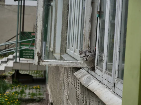 Кіт Вікні — стокове фото