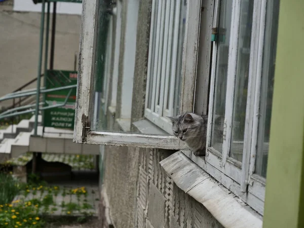 Кошка Окне — стоковое фото