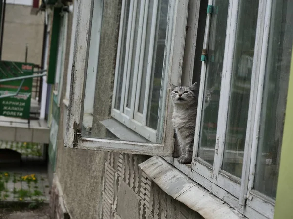 Kat Het Raam — Stockfoto