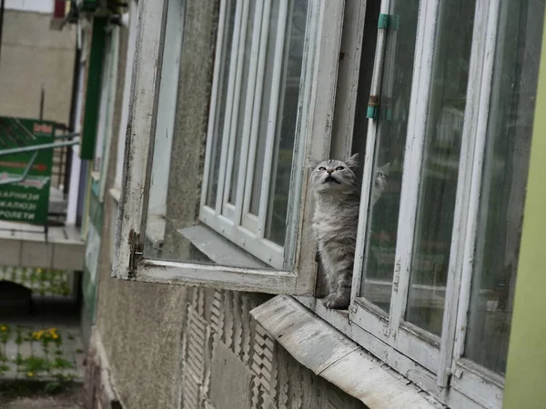 Γάτα Στο Παράθυρο — Φωτογραφία Αρχείου