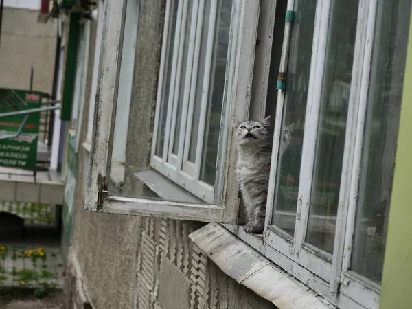 Kat Het Raam — Stockfoto