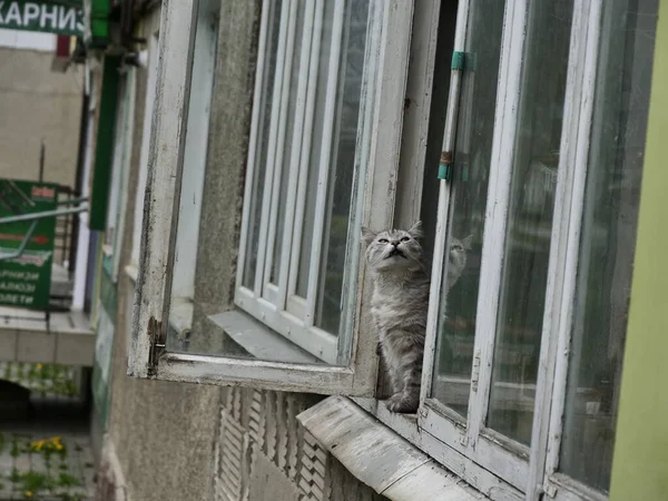 창문에 고양이 — 스톡 사진