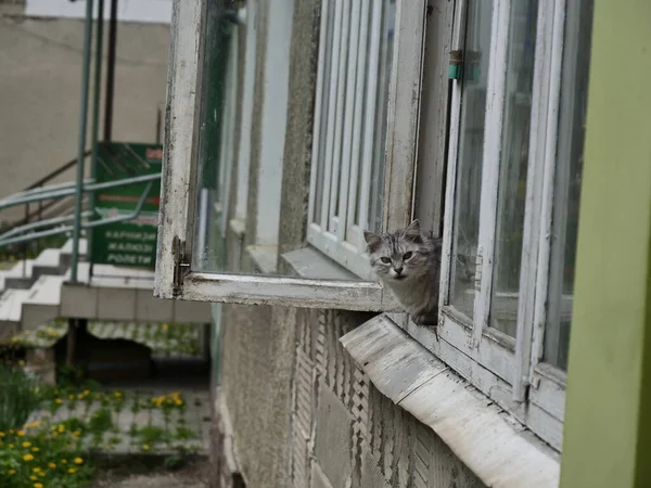 Katt Fönstret — Stockfoto