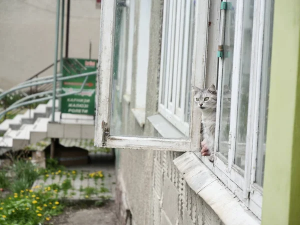 Kat Het Raam — Stockfoto