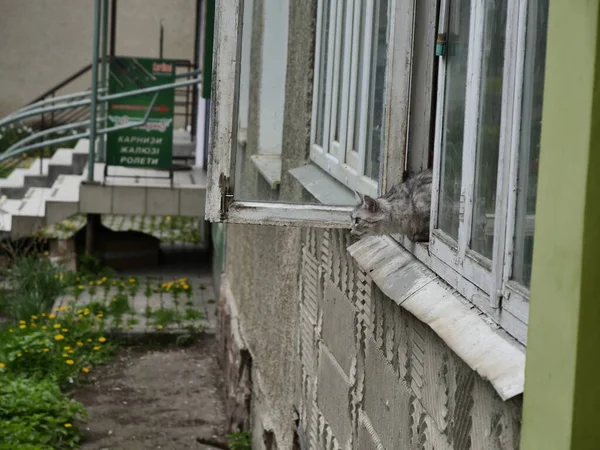 Katze Fenster — Stockfoto