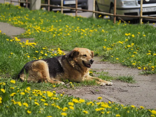 Hund Gräset — Stockfoto