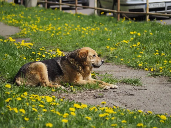 Собака Траве — стоковое фото