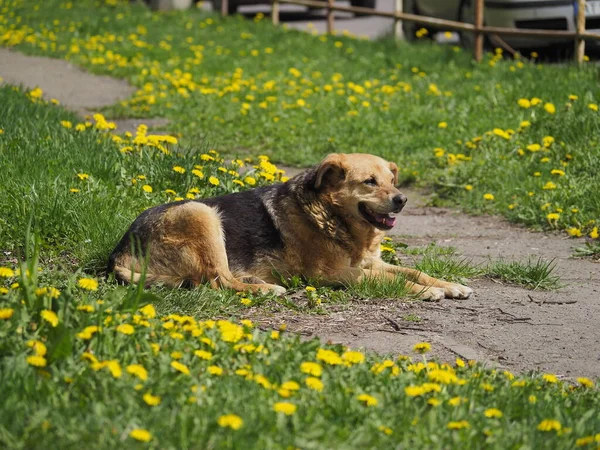 草丛中的狗 — 图库照片