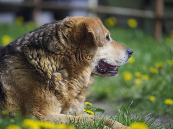 Pies Trawie — Zdjęcie stockowe