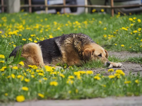Собака Траве — стоковое фото