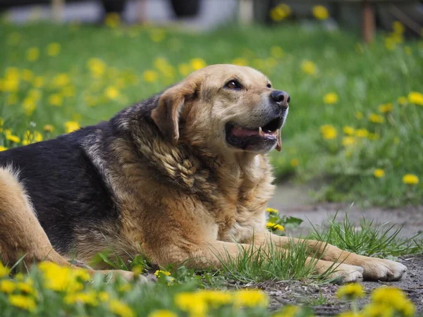 Pies Trawie — Zdjęcie stockowe