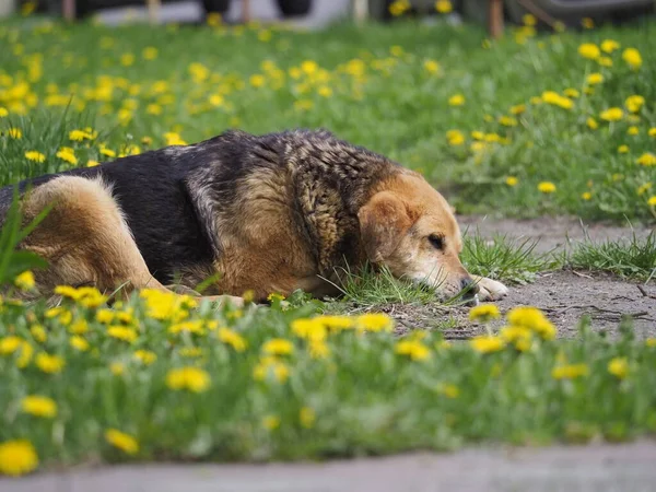 Hund Gräset — Stockfoto