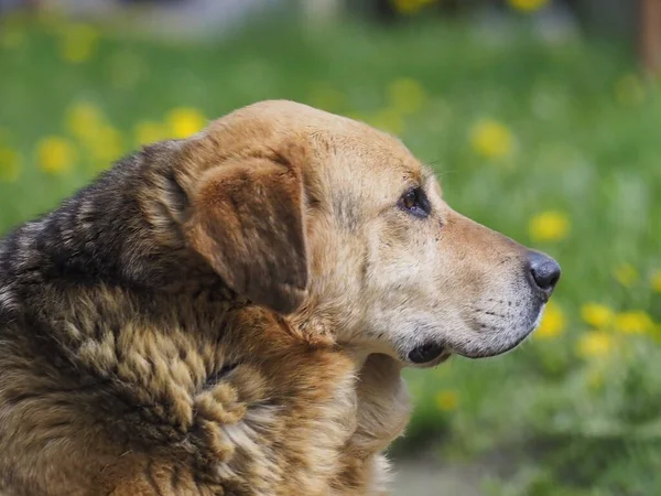 Собака Траві — стокове фото