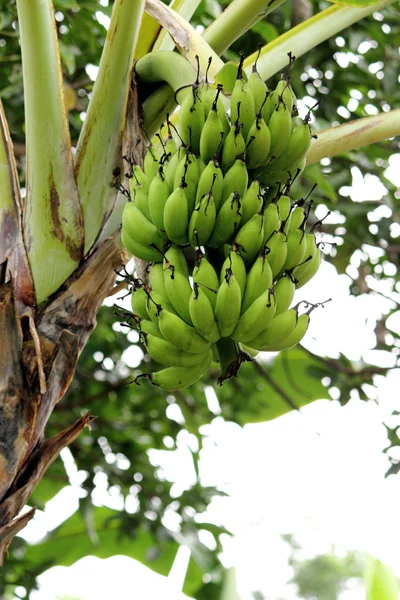 Bananas Stock Image
