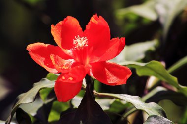 Kırmızı çiçek çiçeklenme