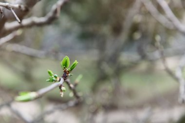 İlkbaharda çiçek açan ve tomurcukları kabaran meyve ağacının genç yeşil yapraklarına odaklan..