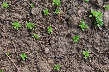 Bir tarlada ya da bahçede narin, kırılgan filizler. Açık arazide tarım ürünleri. Seçici odak.