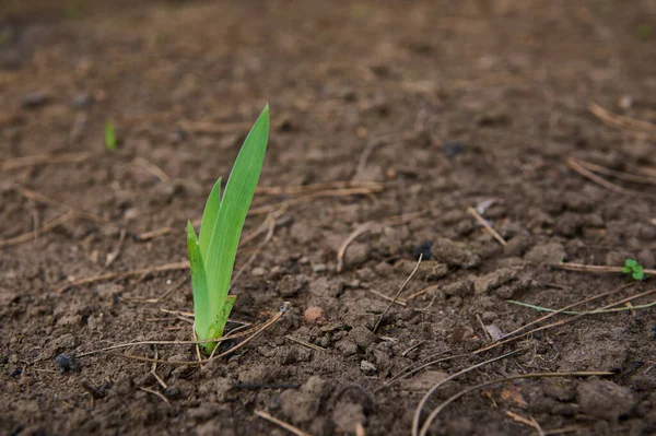 Genç bitki toprağın üzerinde dik duruyor. Sahada ya da bahçedeki filizler. İlkbahar. Yeni hayat, sürdürülebilir yaşam, Dünya günü, yatırım konsepti. Bebek yetiştirmek, doğayı korumak.