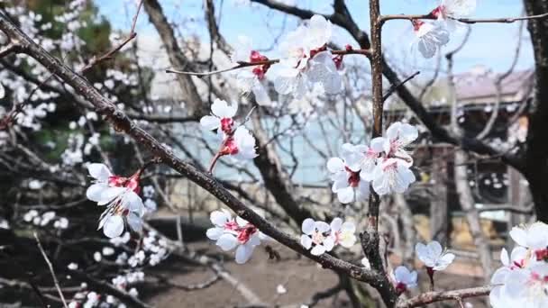 Een Honingbij Die Nectar Verzamelt Van Abrikozenbloesem Warme Zonnige Lentedag — Stockvideo