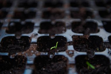 Büyüyen bir bebek bitkisine odaklan, tarım kasetindeki kara topraktan çıkan yeşil bir filiz. Sera koşullarında sebze yetiştirme