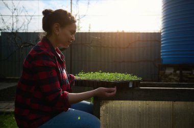Orta yaşlı kadın bahçıvan yeşil lahanaları ile bir kaset veya turba tencerelerinde kara toprakta ekilmiş, kırsal bahçesinde güneş ışığına karşı. Bahçecilik, bahçıvanlık, hobi ve eğlence.