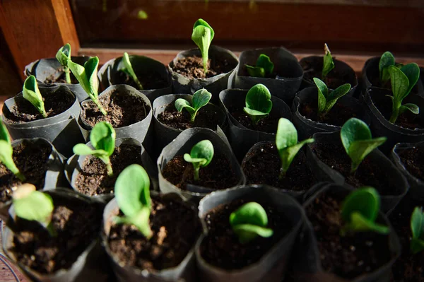 High Angle View Row Pots Growing Sprouts Seedlings Black Soil — Fotografia de Stock