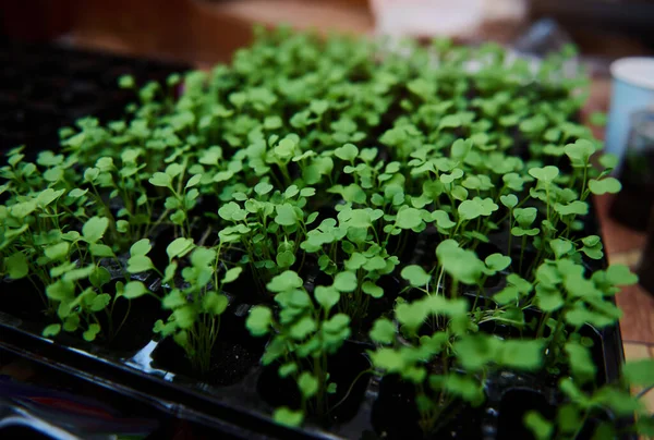 Close Row Young Plants Arugula Sprouts Grown Black Soil Cassette — Foto Stock
