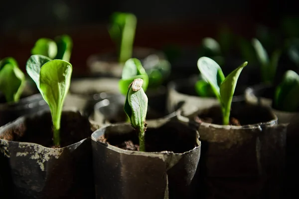 Close Baby Plants Growing Zucchini Pip Seeds Grown Black Soil — Stock Fotó